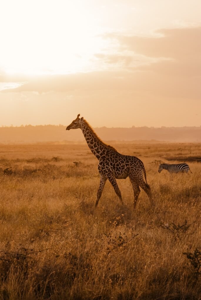 Giraffe at sunset in yellow field